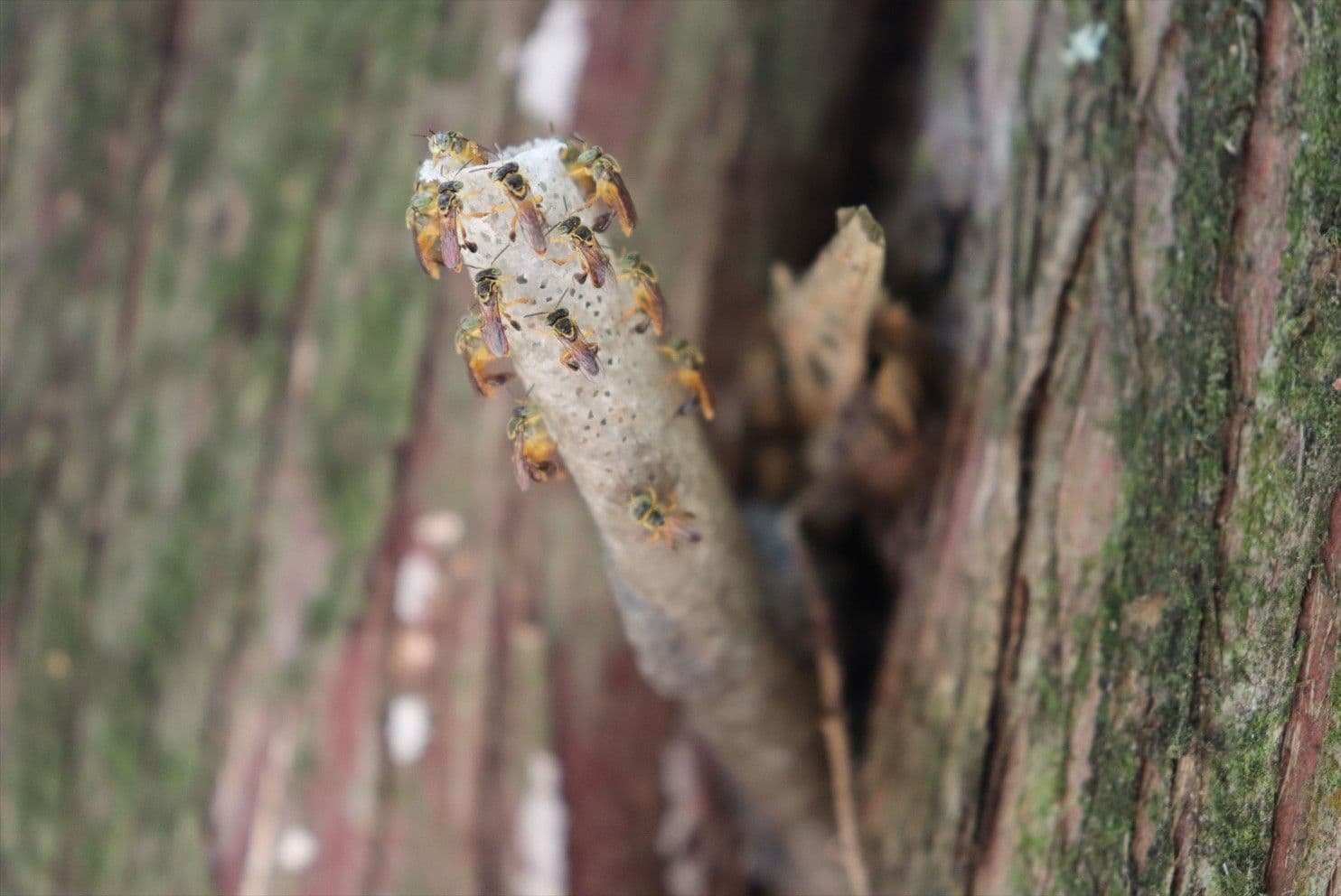 Confira as visitas temáticas no Horto Florestal